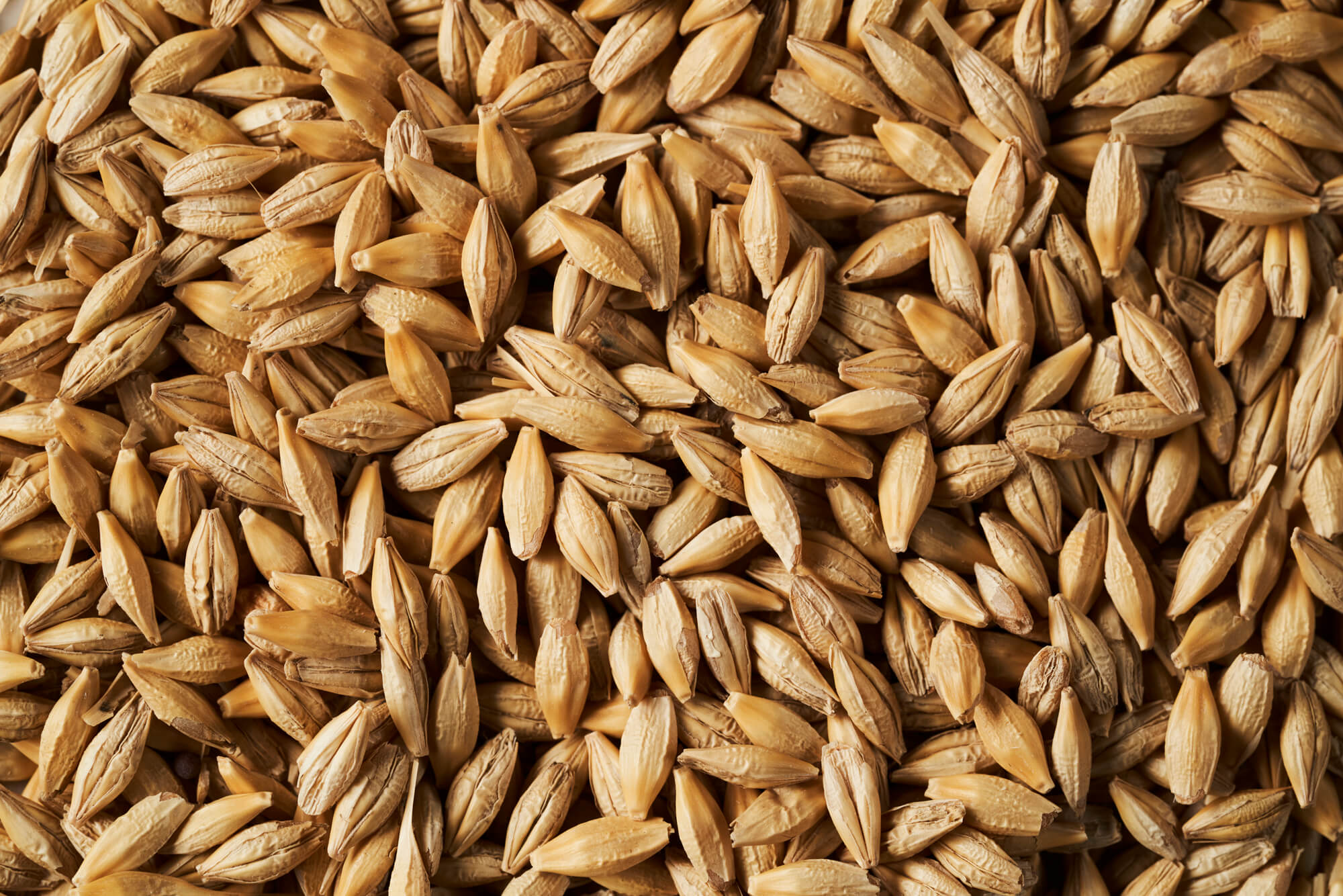 Wheat Grain Feed Stock from Southern Stockfeeds