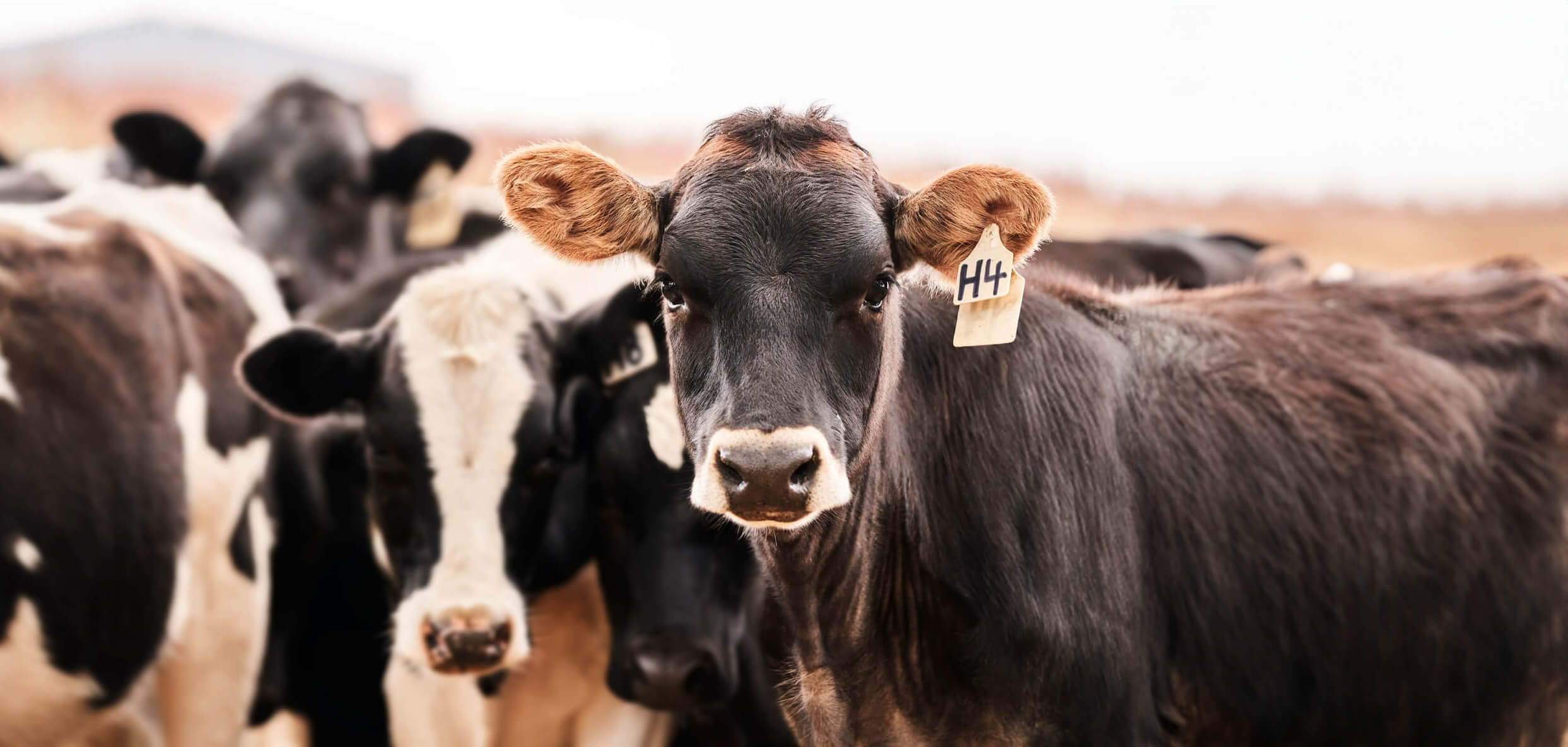 Herd of Happy Dairy Cows Looks Our Way - Feed by Southern Stockfeeds