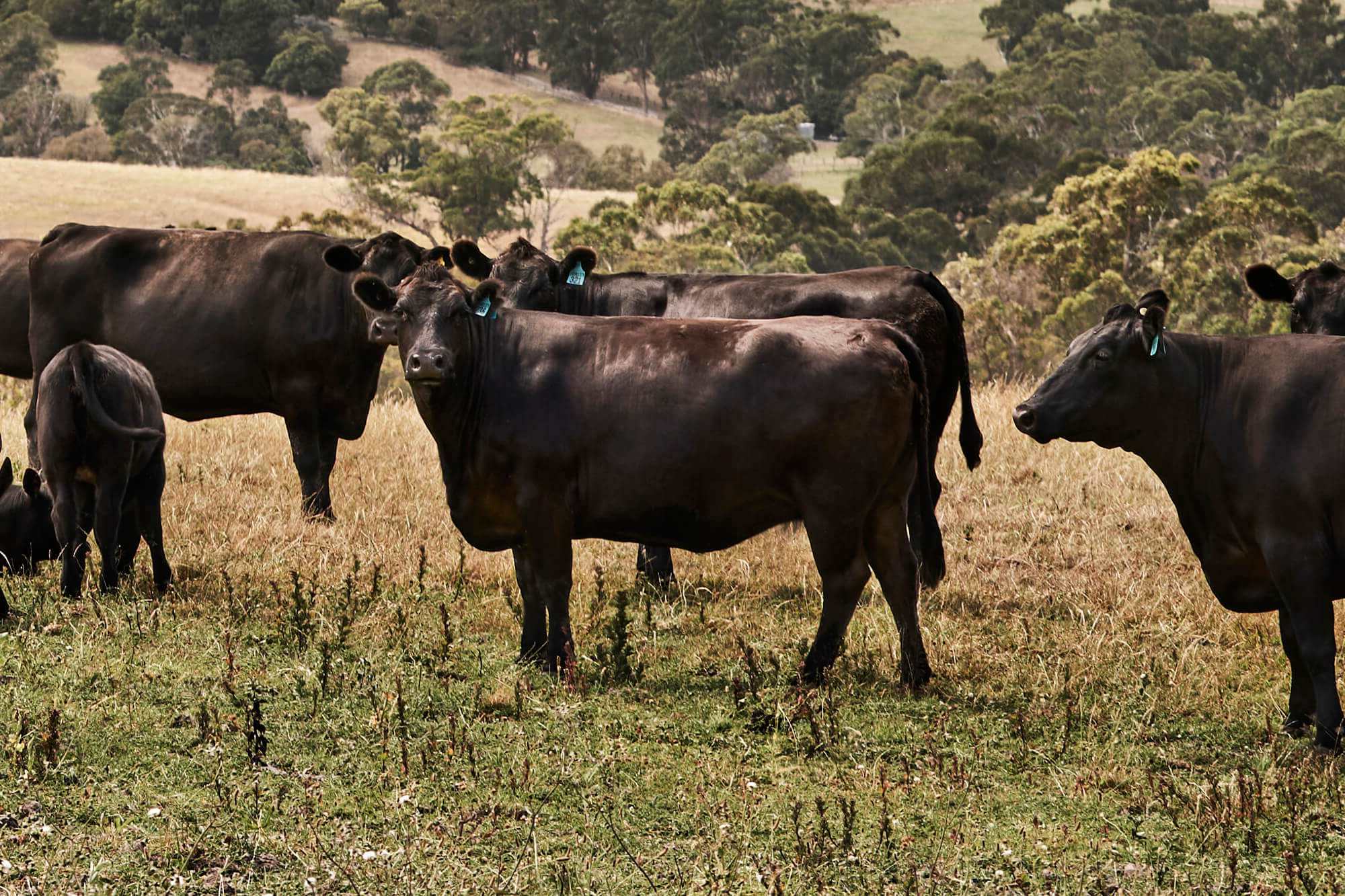 Healthy Beef Cattle on Hill - Fed by Southern Stockfeeds' Customised Pellet Feed