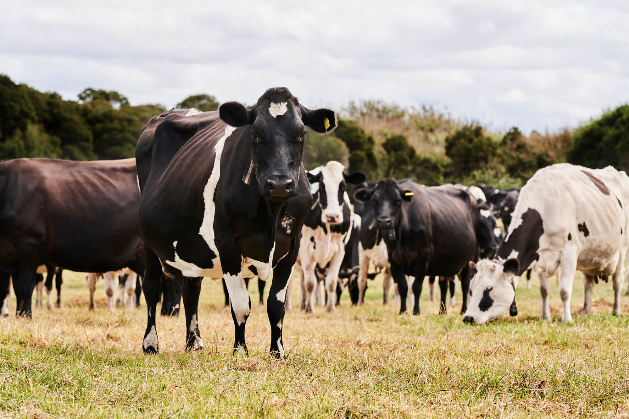 Healthy Dairy Cows in Field Fed by Southern Stockfeeds' Customised Pellet Feed
