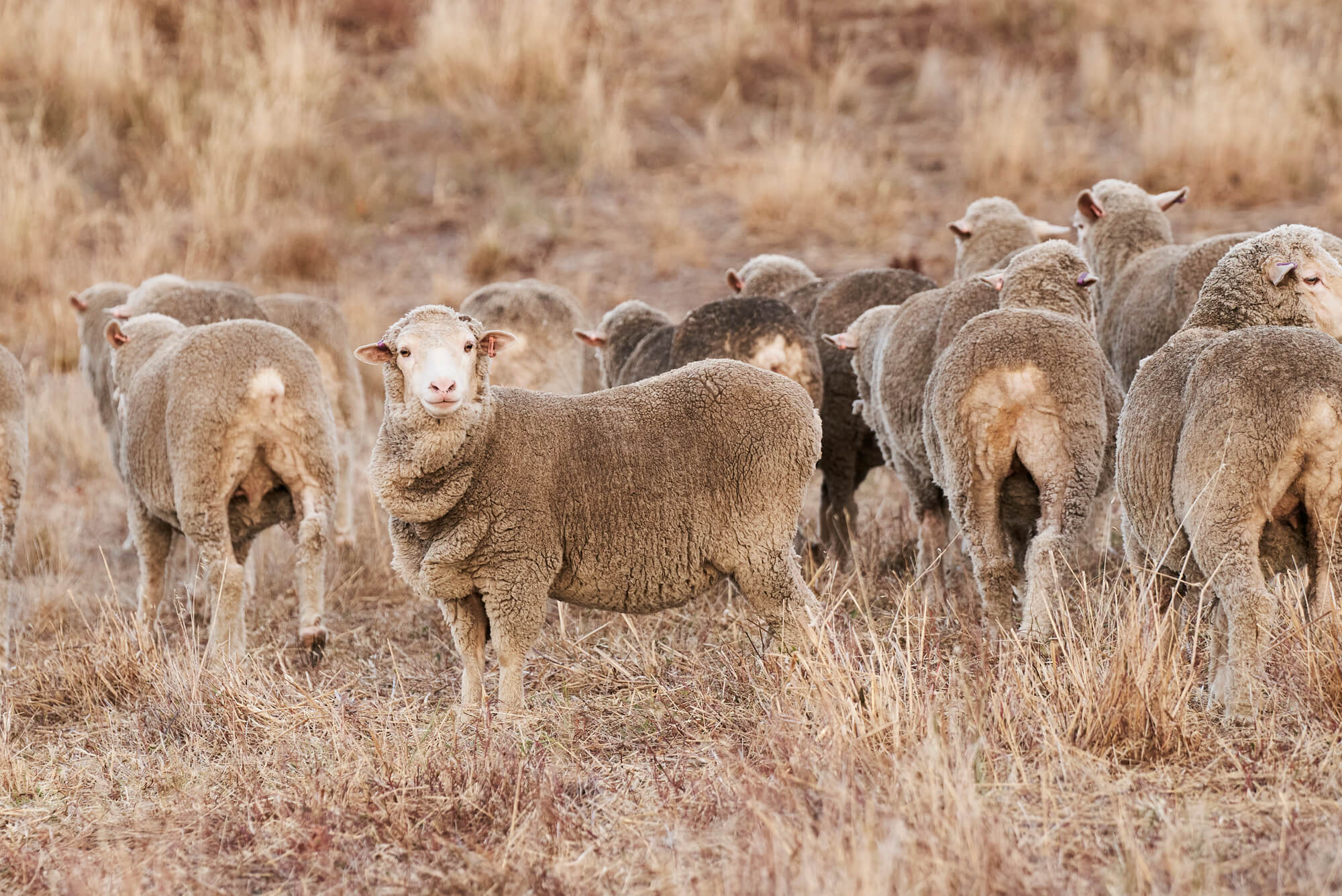 Herd of Healthy Sheep in Field Fed by Southern Stockfeeds' Customised Feed Solutions